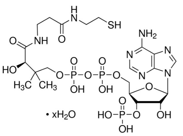 Coenzyme A hydrate