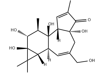 Phorbol