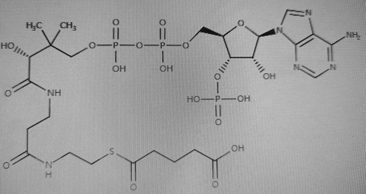 Glutaryl-CoA