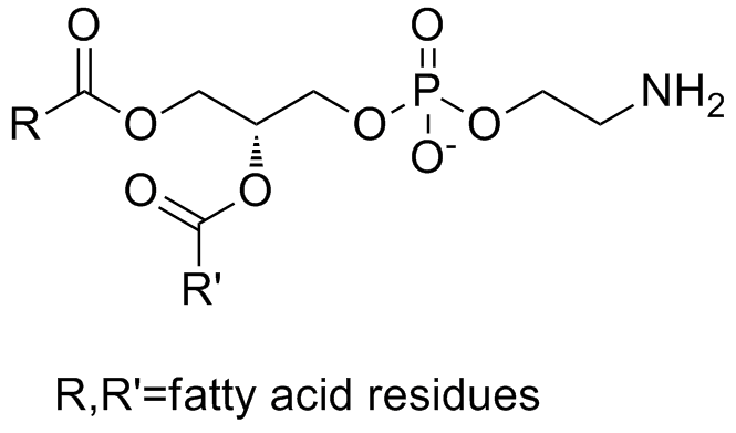 Phosphatidylethanolamine