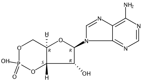 Adenosine 3’,5’-cyclic monophosphate